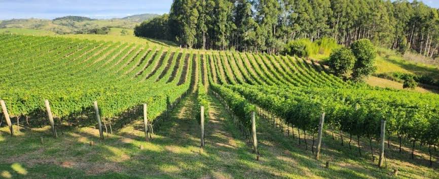 Vinhedos da Rota dos Vinhos de Campinas perto do Sítio Sustentável em Joaquim Egídio/Morungaba