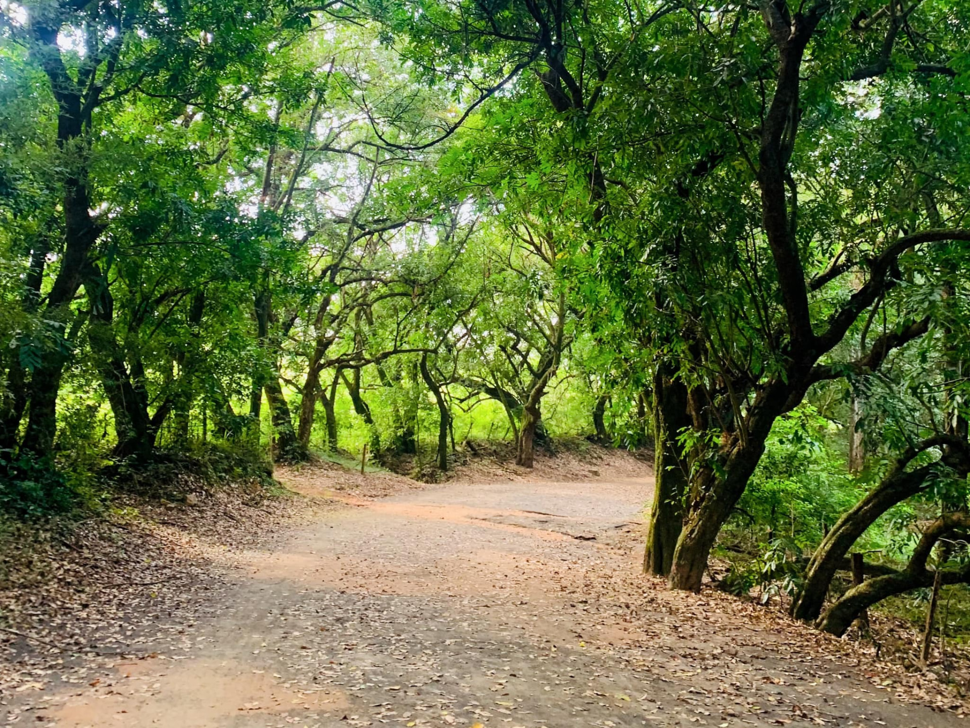Mata Atlântica preservada na APA vizinha ao Sítio Sustentável em Joaquim Egídio/Morungaba