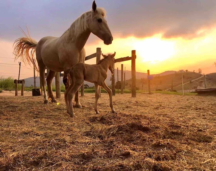 Passeio a cavalo